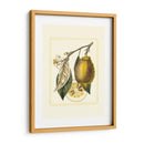 Estudio De Limón Francés Ii - A. Risso | Cuadro decorativo de Canvas Lab