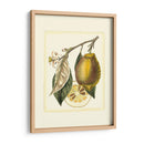 Estudio De Limón Francés Ii - A. Risso | Cuadro decorativo de Canvas Lab