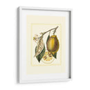 Estudio De Limón Francés Ii - A. Risso | Cuadro decorativo de Canvas Lab