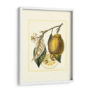 Estudio De Limón Francés Ii - A. Risso | Cuadro decorativo de Canvas Lab