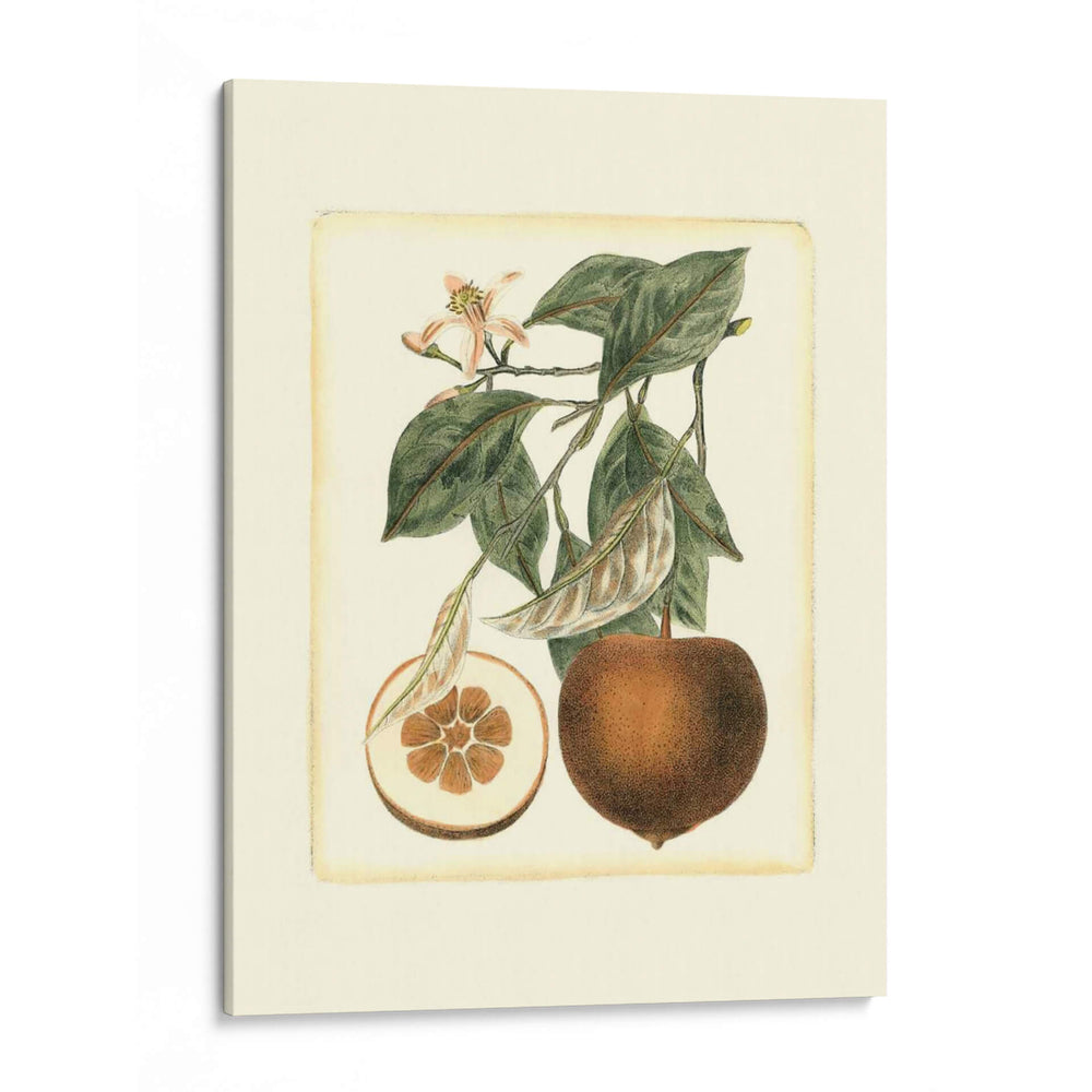 Estudio De Naranja Francés Ii - A. Risso | Cuadro decorativo de Canvas Lab