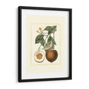 Estudio De Naranja Francés Ii - A. Risso | Cuadro decorativo de Canvas Lab