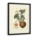 Estudio De Naranja Francés Ii - A. Risso | Cuadro decorativo de Canvas Lab