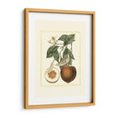 Estudio De Naranja Francés Ii - A. Risso | Cuadro decorativo de Canvas Lab