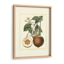 Estudio De Naranja Francés Ii - A. Risso | Cuadro decorativo de Canvas Lab