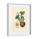 Estudio De Naranja Francés Ii - A. Risso | Cuadro decorativo de Canvas Lab