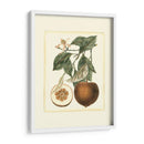 Estudio De Naranja Francés Ii - A. Risso | Cuadro decorativo de Canvas Lab