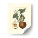 Estudio De Naranja Francés Ii - A. Risso | Cuadro decorativo de Canvas Lab