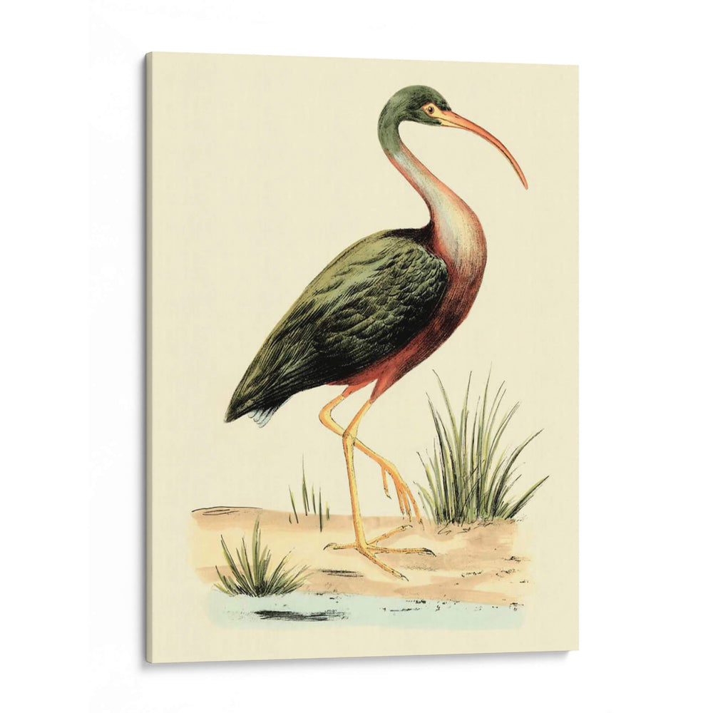 Pájaros De Agua I - H.L. Meyer | Cuadro decorativo de Canvas Lab
