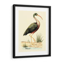 Pájaros De Agua I - H.L. Meyer | Cuadro decorativo de Canvas Lab