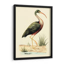 Pájaros De Agua I - H.L. Meyer | Cuadro decorativo de Canvas Lab