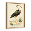 Pájaros De Agua I - H.L. Meyer | Cuadro decorativo de Canvas Lab