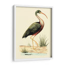 Pájaros De Agua I - H.L. Meyer | Cuadro decorativo de Canvas Lab