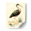 Pájaros De Agua I - H.L. Meyer | Cuadro decorativo de Canvas Lab