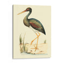 Pájaros De Agua Ii - H.L. Meyer | Cuadro decorativo de Canvas Lab