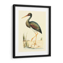 Pájaros De Agua Ii - H.L. Meyer | Cuadro decorativo de Canvas Lab