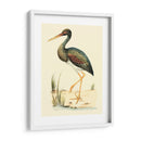 Pájaros De Agua Ii - H.L. Meyer | Cuadro decorativo de Canvas Lab