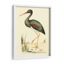 Pájaros De Agua Ii - H.L. Meyer | Cuadro decorativo de Canvas Lab