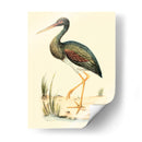 Pájaros De Agua Ii - H.L. Meyer | Cuadro decorativo de Canvas Lab