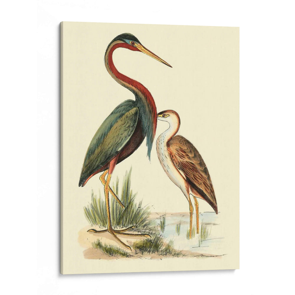 Pájaros De Agua Iii - H.L. Meyer | Cuadro decorativo de Canvas Lab