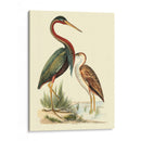 Pájaros De Agua Iii - H.L. Meyer | Cuadro decorativo de Canvas Lab