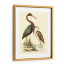 Pájaros De Agua Iii - H.L. Meyer | Cuadro decorativo de Canvas Lab