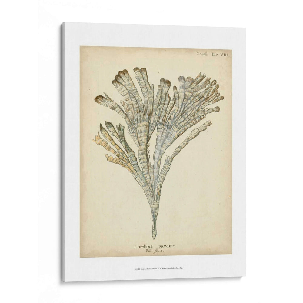 Colección De Coral I - Johann Esper | Cuadro decorativo de Canvas Lab