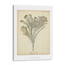 Colección De Coral I - Johann Esper | Cuadro decorativo de Canvas Lab