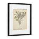 Colección De Coral I - Johann Esper | Cuadro decorativo de Canvas Lab