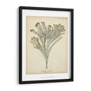 Colección De Coral I - Johann Esper | Cuadro decorativo de Canvas Lab