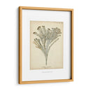 Colección De Coral I - Johann Esper | Cuadro decorativo de Canvas Lab