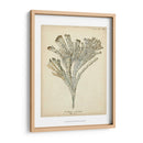 Colección De Coral I - Johann Esper | Cuadro decorativo de Canvas Lab