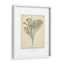 Colección De Coral I - Johann Esper | Cuadro decorativo de Canvas Lab