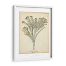 Colección De Coral I - Johann Esper | Cuadro decorativo de Canvas Lab