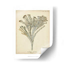 Colección De Coral I - Johann Esper | Cuadro decorativo de Canvas Lab