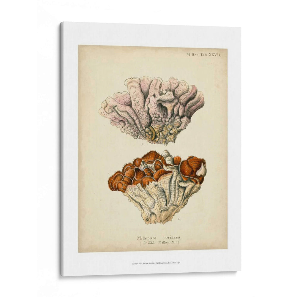 Colección De Coral Ii - Johann Esper | Cuadro decorativo de Canvas Lab