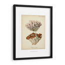 Colección De Coral Ii - Johann Esper | Cuadro decorativo de Canvas Lab