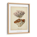Colección De Coral Ii - Johann Esper | Cuadro decorativo de Canvas Lab