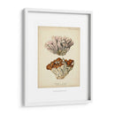 Colección De Coral Ii - Johann Esper | Cuadro decorativo de Canvas Lab