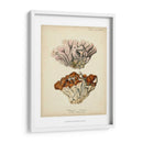 Colección De Coral Ii - Johann Esper | Cuadro decorativo de Canvas Lab