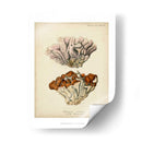 Colección De Coral Ii - Johann Esper | Cuadro decorativo de Canvas Lab