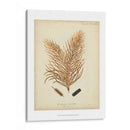Colección De Coral Iii - Johann Esper | Cuadro decorativo de Canvas Lab