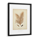 Colección De Coral Iii - Johann Esper | Cuadro decorativo de Canvas Lab