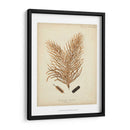 Colección De Coral Iii - Johann Esper | Cuadro decorativo de Canvas Lab