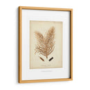 Colección De Coral Iii - Johann Esper | Cuadro decorativo de Canvas Lab