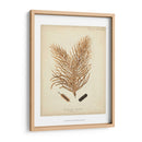 Colección De Coral Iii - Johann Esper | Cuadro decorativo de Canvas Lab