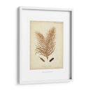 Colección De Coral Iii - Johann Esper | Cuadro decorativo de Canvas Lab