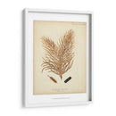 Colección De Coral Iii - Johann Esper | Cuadro decorativo de Canvas Lab