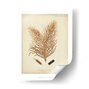 Colección De Coral Iii - Johann Esper | Cuadro decorativo de Canvas Lab
