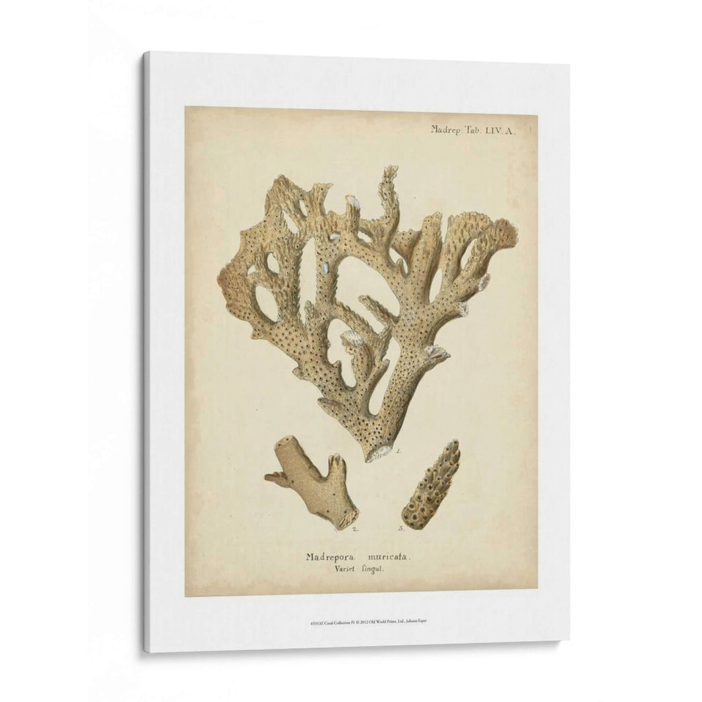Colección De Coral Iv - Johann Esper | Cuadro decorativo de Canvas Lab